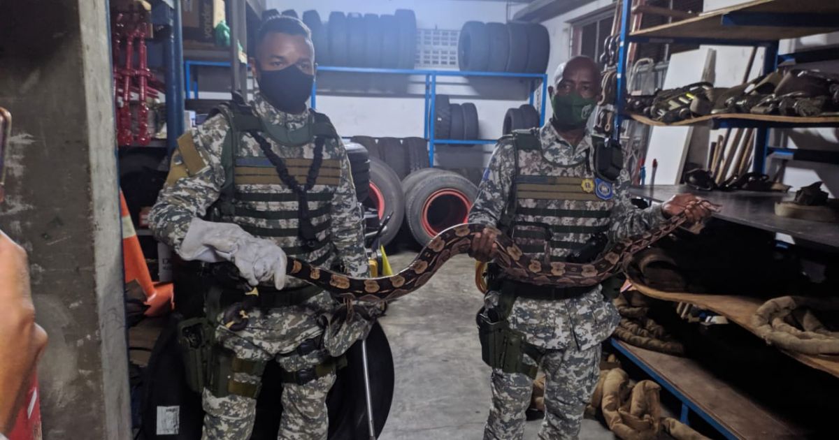 Bahia Notícias / Notícia / Guarda Municipal resgata duas jiboias em Salvador; veja - Vimarsana News