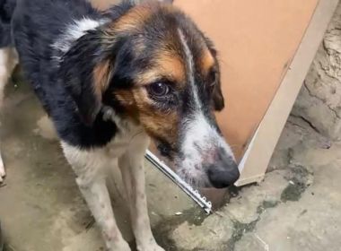 Polícia resgata cadela em Itacaranha; animal sofria maus-tratos e dormia debaixo de chuva