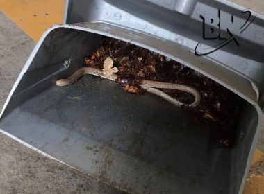 'Cobras e baratas': Após chuvas em Salvador, carro de professora é atacado por insetos, em video