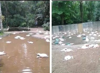 Vídeo: Duas onças invadem viveiro de flamingos em Foz do Iguaçu e matam 172 aves