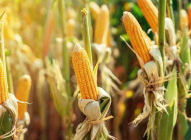 Se projeção se cumprir, país terá maior safra de grãos desde 1975; alta será puxada pelo milho 