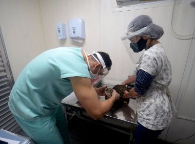 Obras do hospital veterinário de Salvador serão iniciadas nesta sexta e custarão R$ 5,7 mi