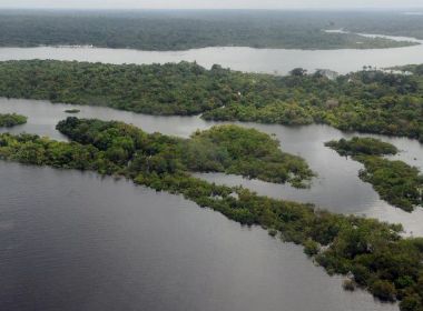 Pesquisa inédita pode ajudar na recuperação de florestas