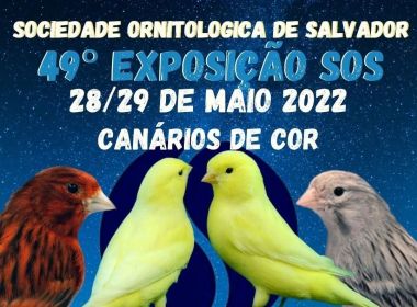 Com premiação, exposição de canários acontece neste fim de semana em Salvador