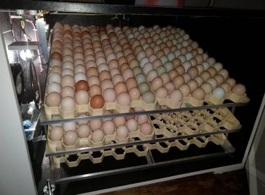 Bahia produz 20,3 milhões de dúzias de ovos de galinha; marca é a maior em 35 anos