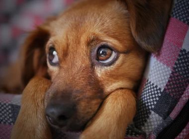 Tutores acusam petisco de causar intoxicação em 104 cães; 12 mortes estão em investigação
