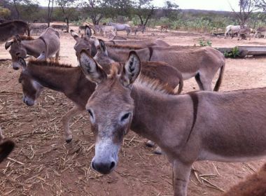 Manifestação nacional pede o fim do abate de jumentos no Brasil