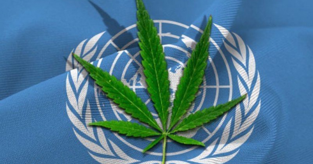 Maconha é a droga mais usada no mundo, de acordo com ONU - Bahia Notícias