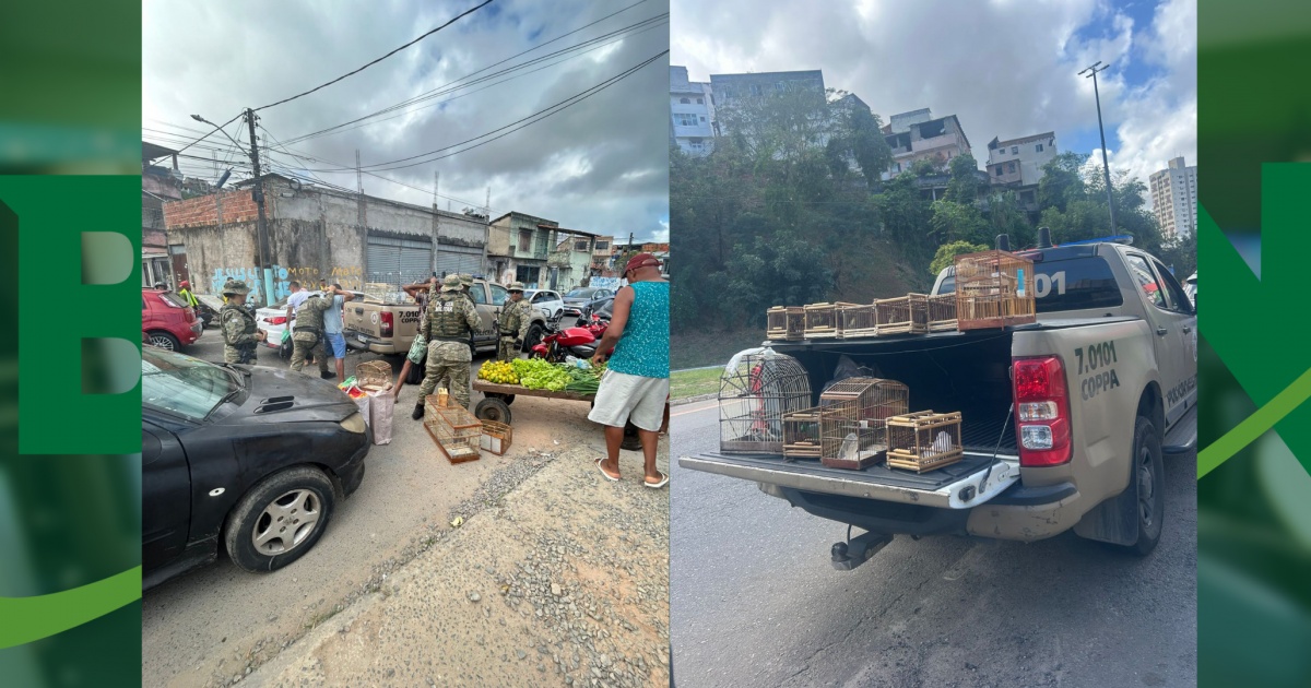 Aves silvestres são resgatadas pela PM na Baixa do Fiscal, em Salvador