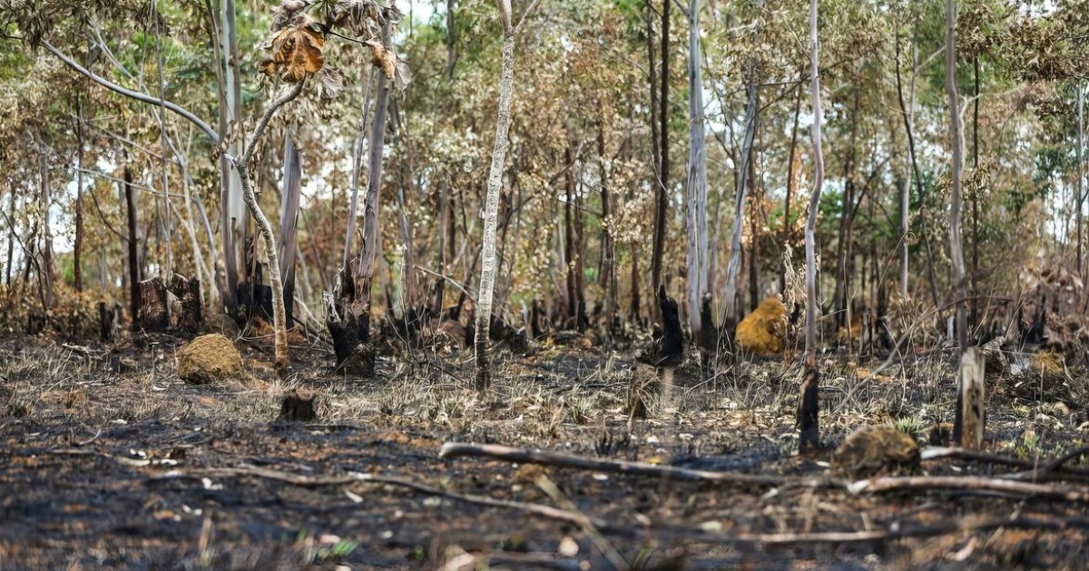 2025 já é o quinto ano com maior área queimada desde 2003; Cerrado concentra 64s ocorrências