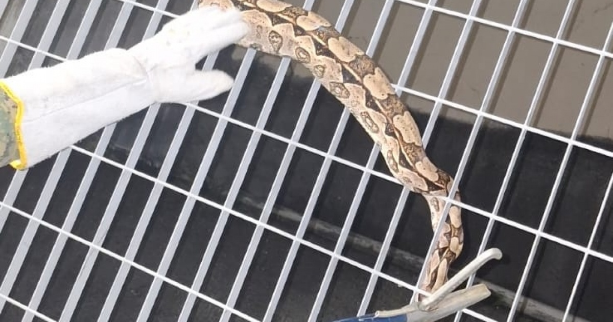 PM captura Jiboia encontrada no metrô de Salvador 