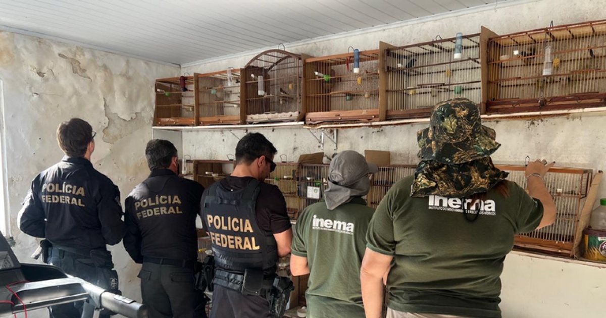 PF resgata mais de 30 aves silvestres em operação contra tráfico em Salvador