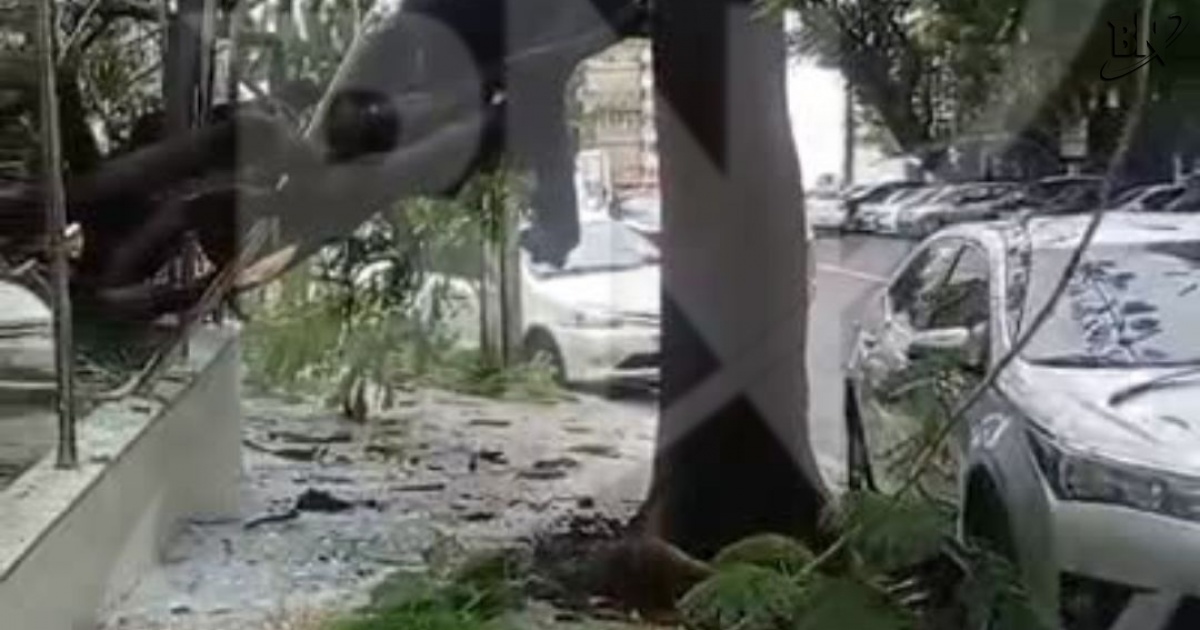 VÍDEO: Árvore cai e atinge fachada de prédio no bairro da Graça, em Salvador 