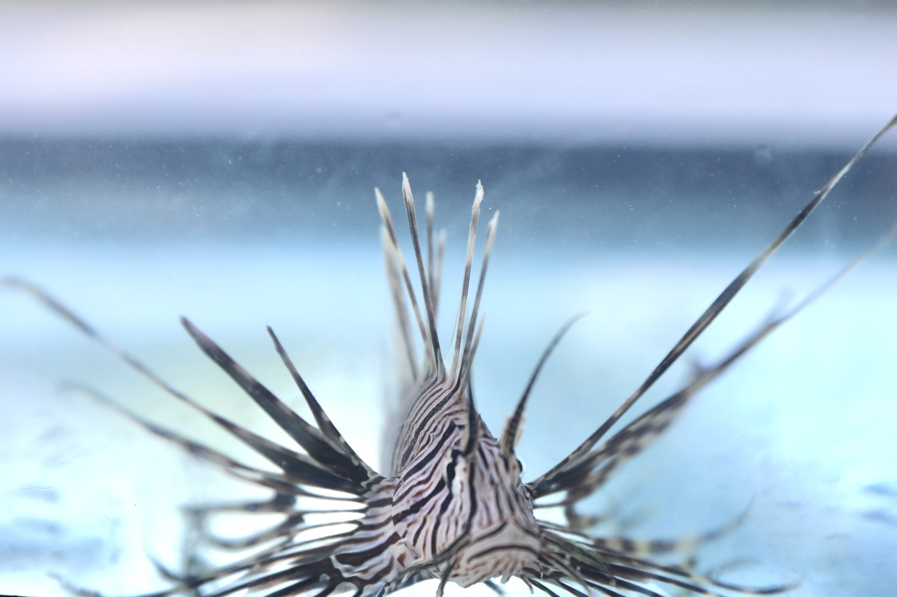 Governo convoca população para registrar aparecimento de espécie nociva no litoral baiano