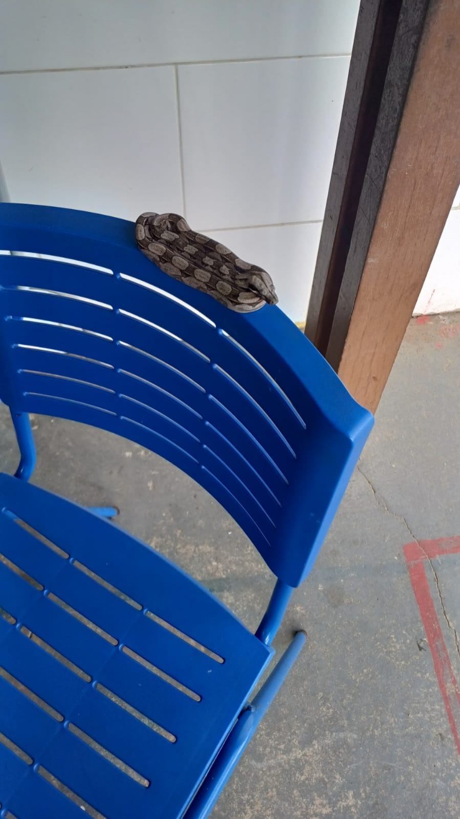 PM resgata jiboia em escola no bairro de Cajazeiras