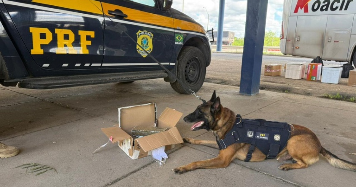 PRF apreende drogas, celulares e perfumes em ônibus na BR-116