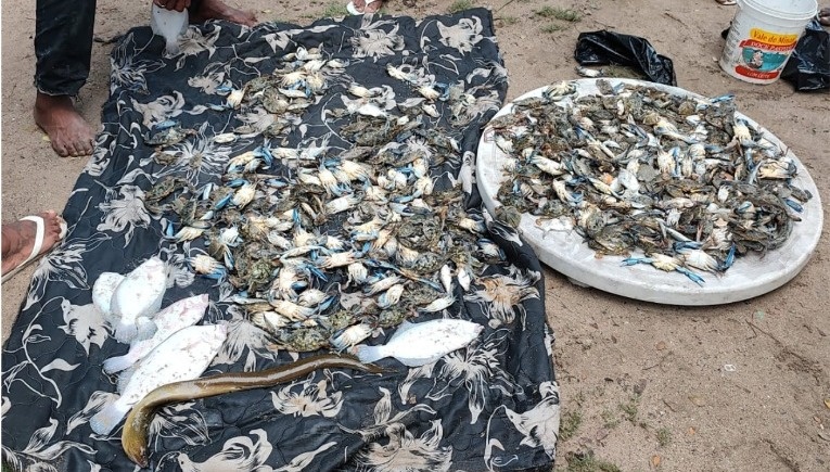 Praia de São Tomé de Paripe registra morte de peixes e Câmara de Salvador retoma debate sobre contaminação 