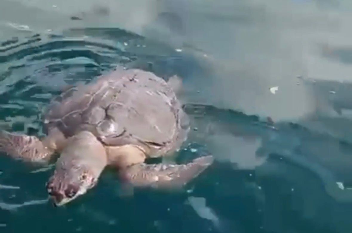 VÍDEO: Tartaruga é encontrada morta em São Tomé de Paripe