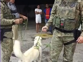 VÍDEO: PM resgata cão perdido em Barra do Jacuípe