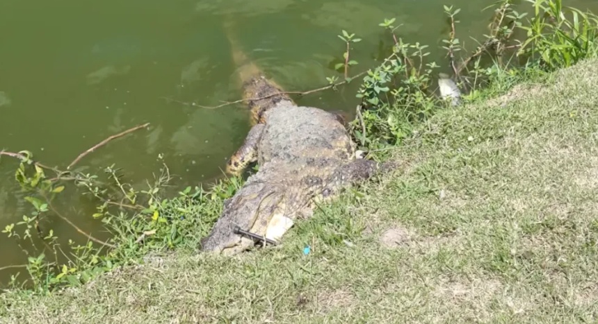 Jacaré de cerca de dois metros é encontrado morto às margens da Lagoa Grande em Feira de Santana