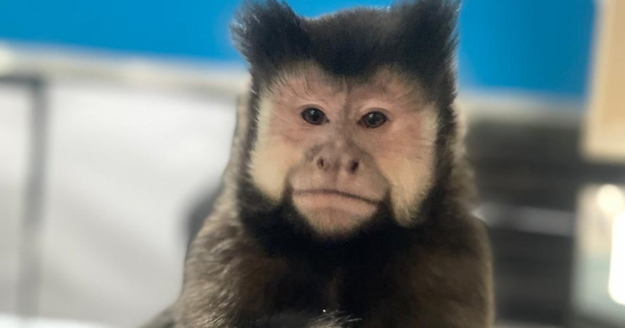 Exame aponta "choque hemorrágico" como provável causa da morte de macaco de Marcell Moraes