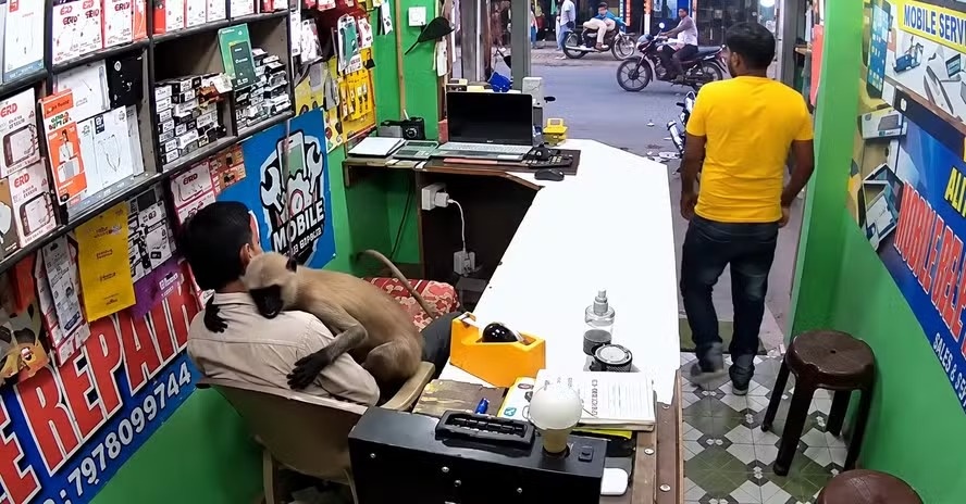 Macaco entra em loja de conserto de celulares na Índia, sobe no colo do dono e dá abraço