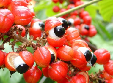 O guaraná pode ser mais eficaz que o café, diz nutricionista