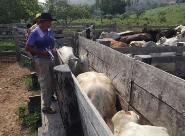 Campanha de vacinação de bovinos e búfalos contra febre aftosa começa nesta terça