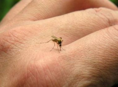 Itabuna: Após 4 micos encontrados mortos, bairro é pulverizado contra febre amarela