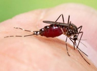 Bahia registra 55 municípios em alerta para a dengue; veja lista