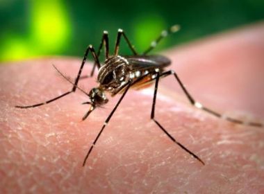 Sesab alerta municípios sobre epidemia de Dengue e pede realização de ações de combate