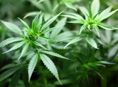 Pelo menos 20 empresas se interessam em cultivar maconha medicinal
