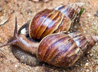 Medicamento contra cólica pode ser eficaz no tratamento da esquistossomose, aponta estudo