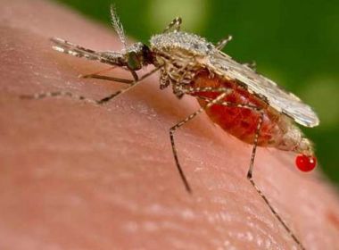 Estudo mostra que erradicação da malária será possível até 2050