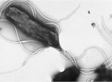 Pesquisa com H. Pylori revela que resistência a antibióticos dobrou em 20 anos