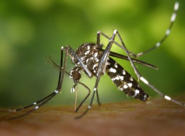 Bahia registra 65,5 mil casos provÃ¡veis e 80 mortes suspeitas por dengue em 2019