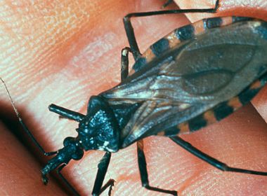 Análise genética do 'barbeiro' pode levar a novos modos de prevenção da doença de Chagas