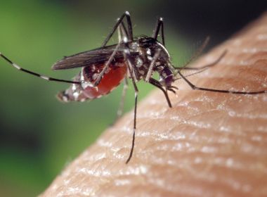 Aedes infectou 65 pessoas por dia com dengue, zika e chikungunya em janeiro na BA