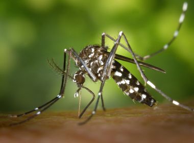 Bahia tem metade dos casos de chikungunya do Brasil; registros no estado cresceram 300%