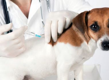 Primeira vacina contra Covid-19 para animais começa a ser produzida na Rússia