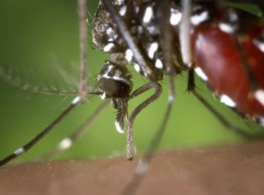 Com crise hídrica e pandemia, casos de dengue caem 47% e de zika 19%