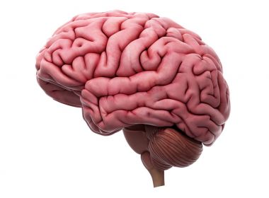 Cientistas identificam causas da progressão do Alzheimer no cérebro