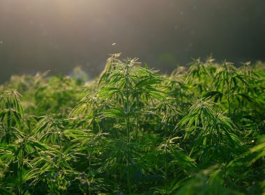 Anvisa aprova novo produto medicinal à base de Cannabis; medicamento é o 8º autorizado