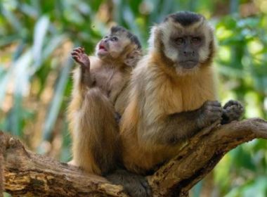 Pênis e testículos são alvo do coronavírus em macacos, afirma estudo