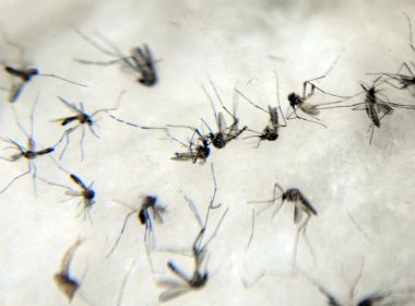 Casos de dengue cresceram 43,9%; relembre quais são os primeiros sintomas