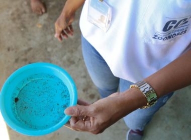 Salvador apresenta menor índice de infestação do Aedes Aegypti dos últimos anos