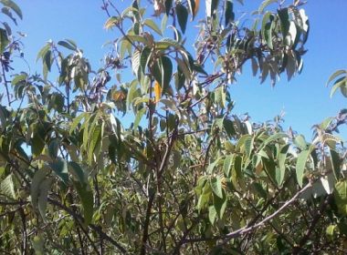 Estudo da UESB pesquisa uso de planta da Caatinga para produção de repelente