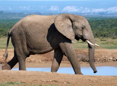 Genes de elefantes podem auxiliar na prevenção ao câncer, diz estudo