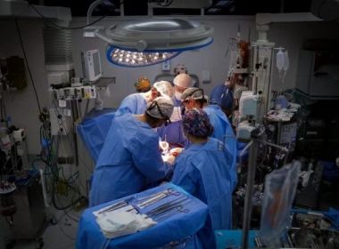 Transplante de órgãos suínos para humanos começará até 2025 no Brasil