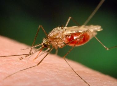 Vacina brasileira contra malária deve ser testada em humanos em 2023, diz USP